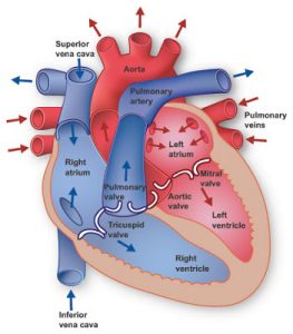 Compression Stockings - Ashchi Heart & Vascular Center